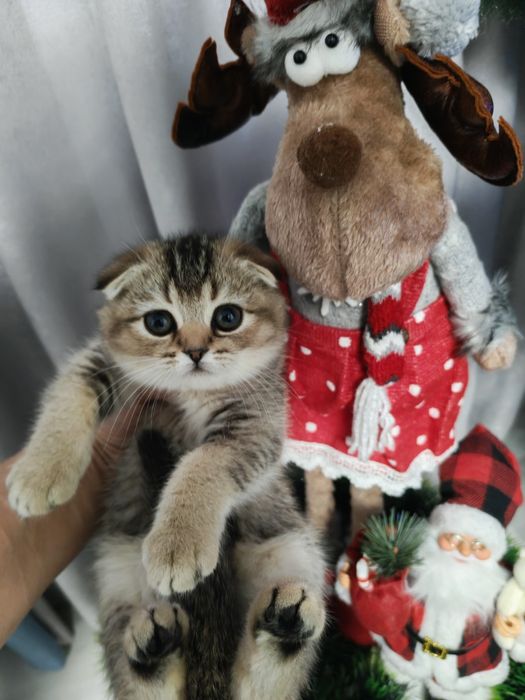 Прекрасный игривый мальчишка от правильной вязки