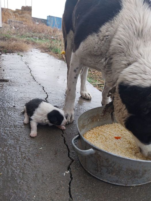 Собака  Шиннок Алабай