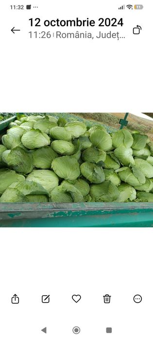 Varză de vânzare , varză plată gunma