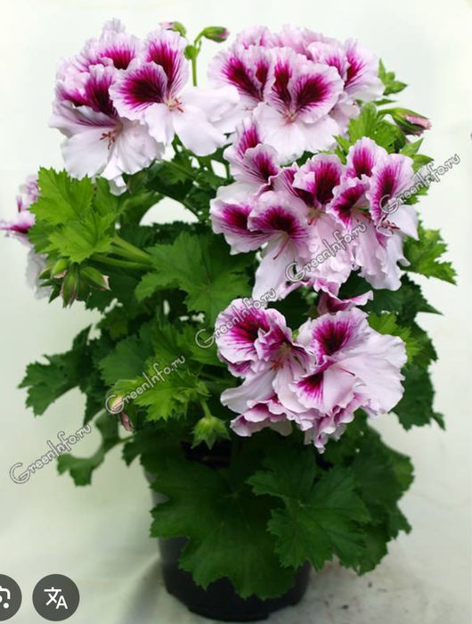 Цветы Комнатные и для сада