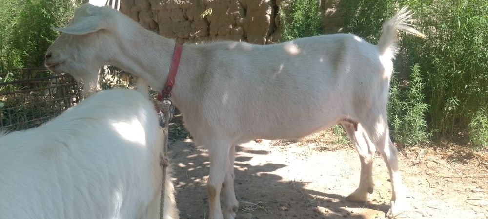 ona bola echki sotiladi sut yoʻnalishidagi