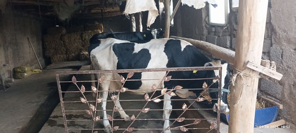 Ona bola sigir sotiladi