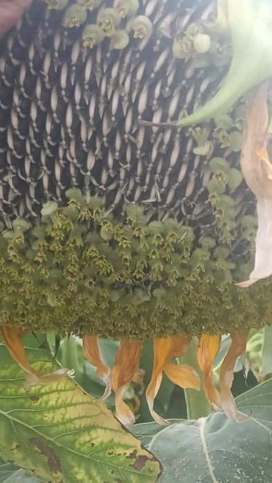 Продам семечки полосатые