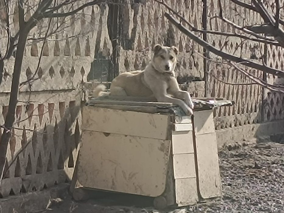 Собака продаётся