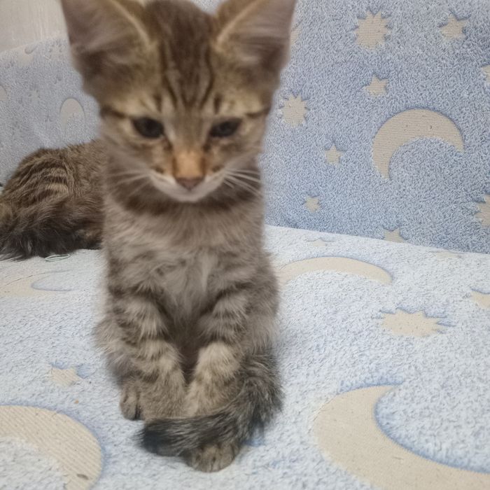 отмам котят в добрые руки