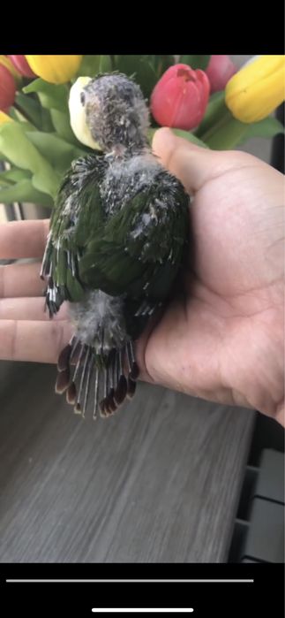 Малиновый Пиррура Полапони