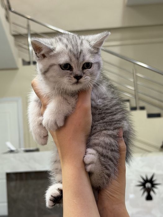 Котёнок шиншила серебристая
