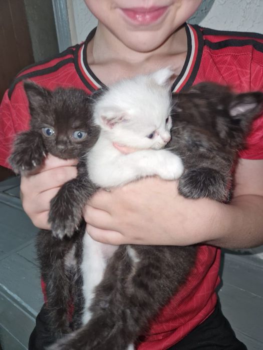 отдам котят в добрые руки