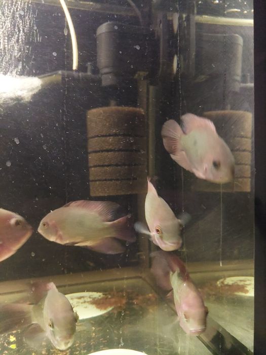 Цихлозома бражник