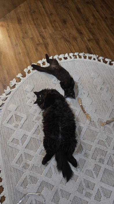 Котенок девочка в добрые руки