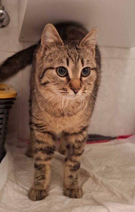 Pisicuta draguta cauta o familie