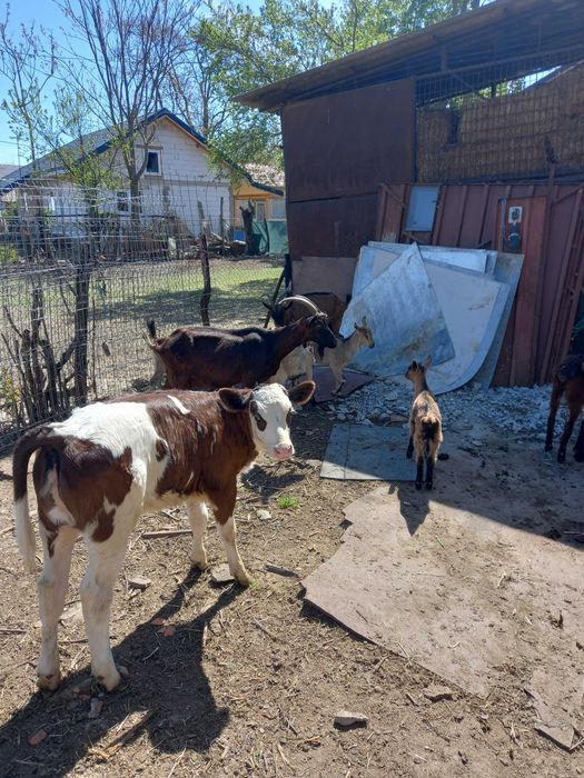 Vand vitea din vaca bună de lapte.