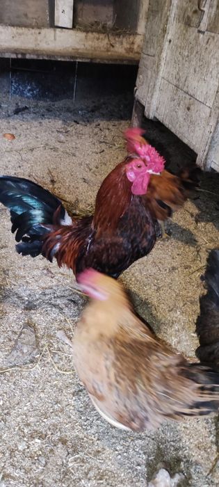 Продам карликовый кохинхин петушки!