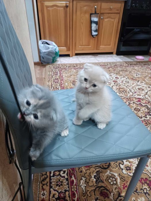 Вислоухие котята