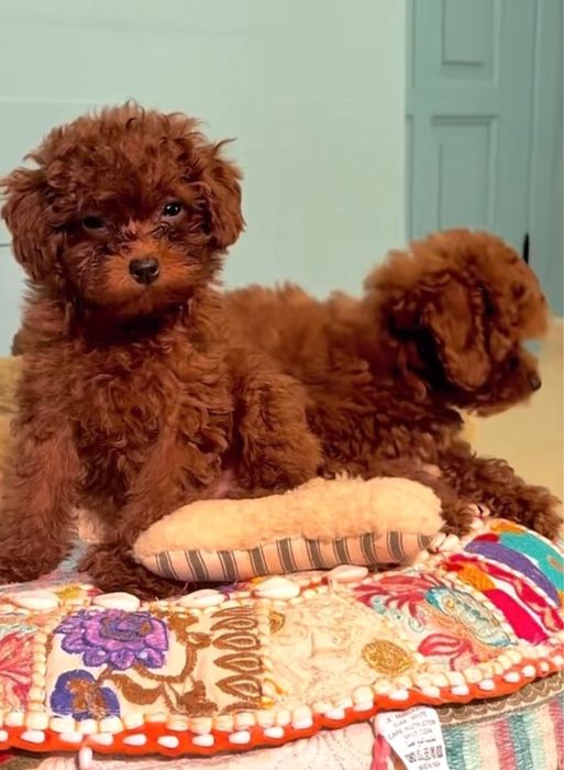 Той Пудел - Родословие