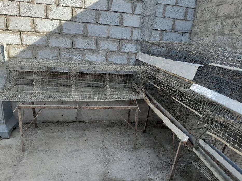 Setka tovuqlar uchun