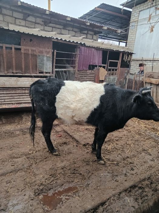 Семіз сиыр сатылады.