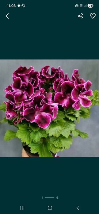 Продам каланхоэ растения