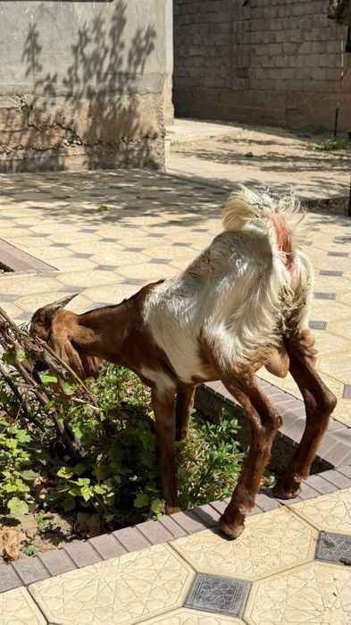 Камори козлята..