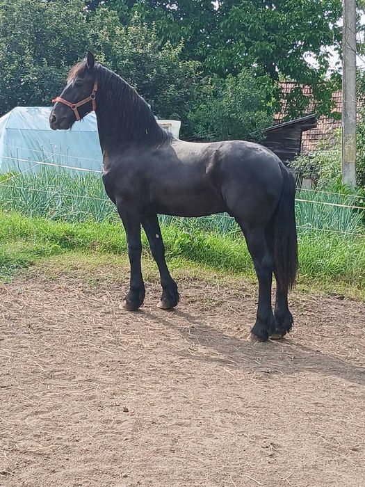 Manz armasar frizian 1 an si 8 luni