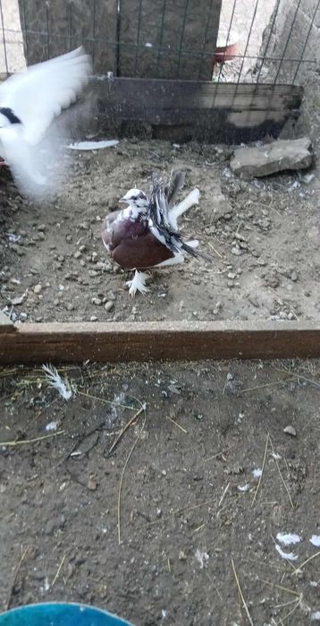 Porumbei de vânzare