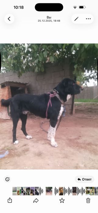 Щенки САО с паспортом