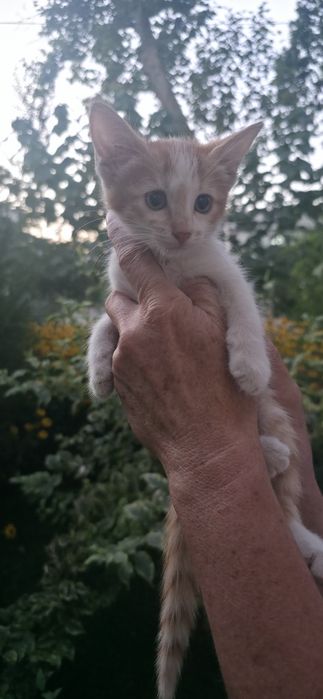 Отдаю котят в добрые заботливые надёжные руки.