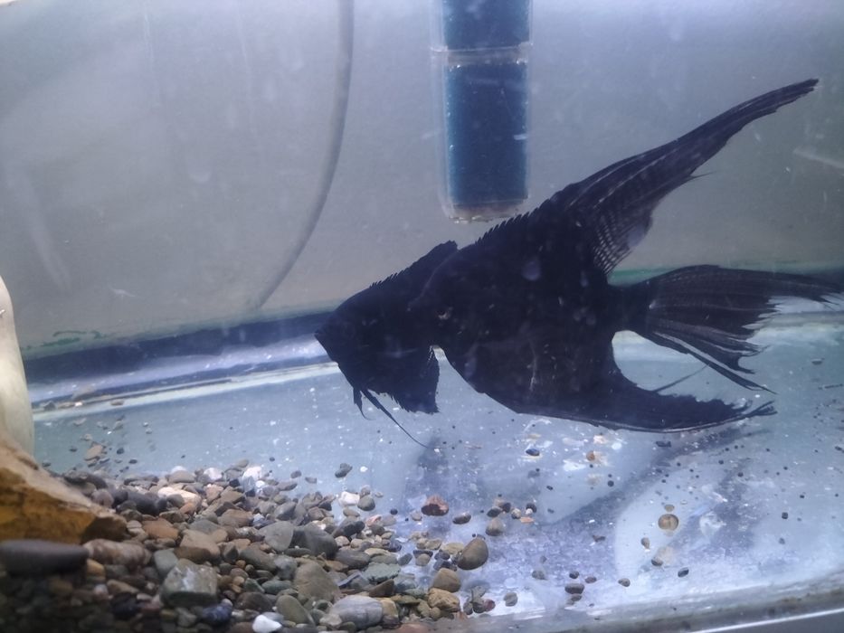 Скаляри самец и самка