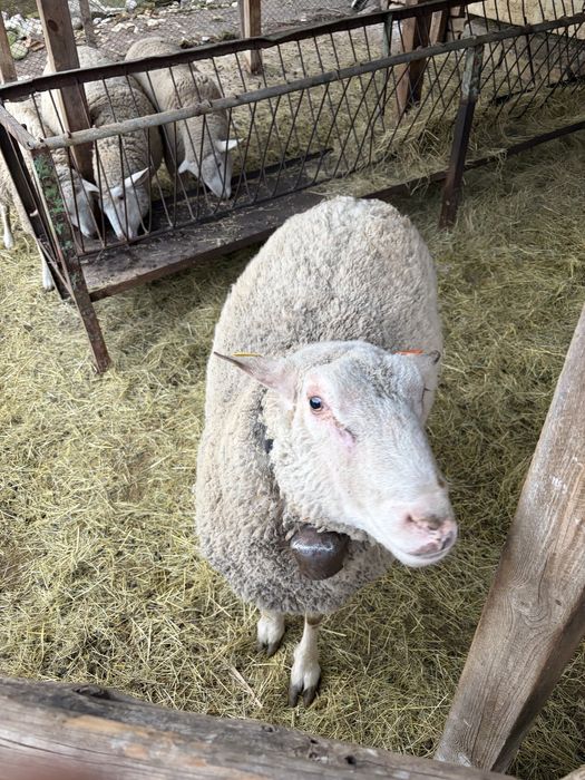 Продавам коч на 2г