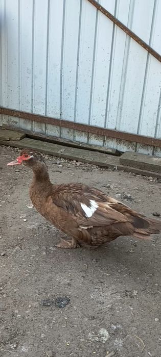 Oua de incubat Gaste Chinezesti.Rate pekin si lesesti.