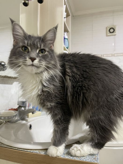 Котик Мейн кун
