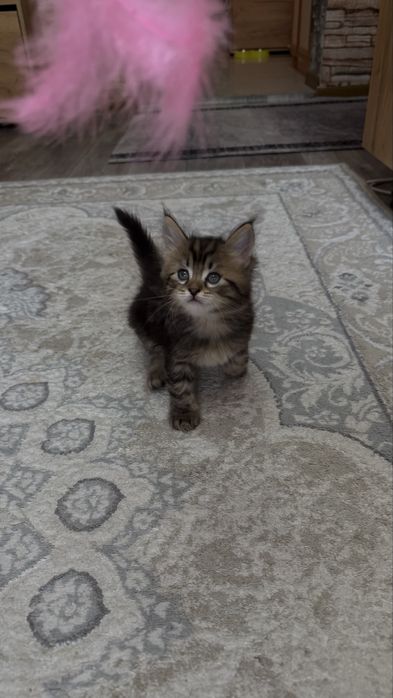 Продам кошку Мейн кун