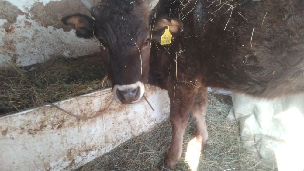 Продам телачку полтарашку