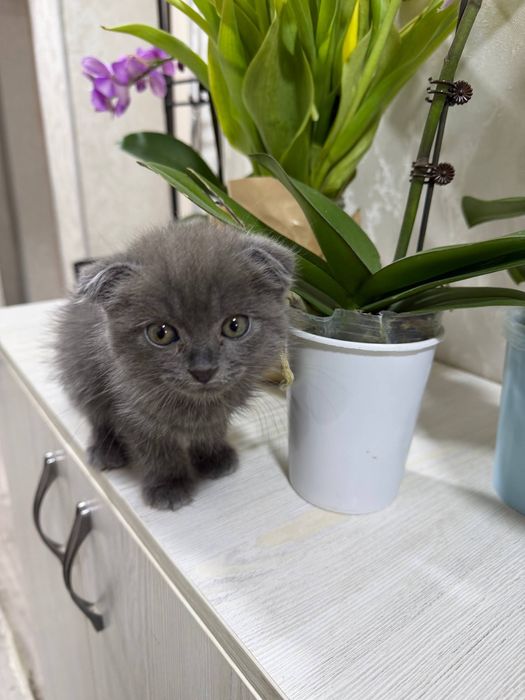 Котёнок парода: Скотиш фолд