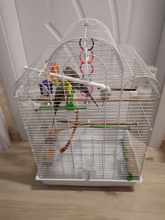 Вълнисти папагали