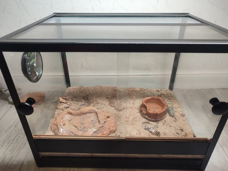 Продам террариум с гекконом