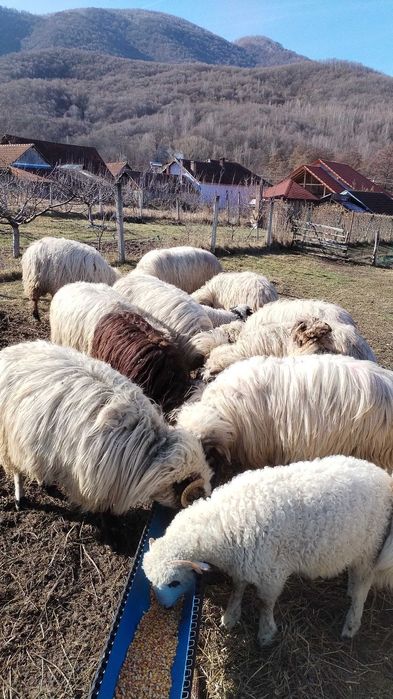 Se vinde fân pentru oo