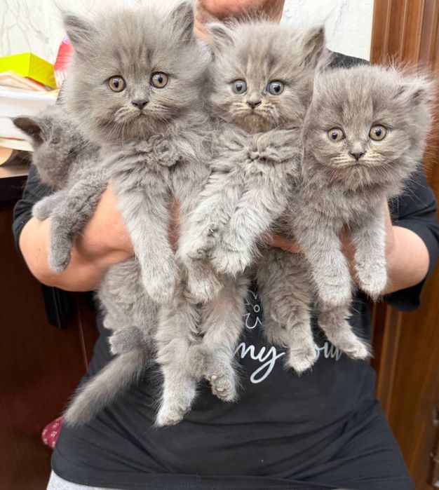 Кошка шиншилла, породистый все , аккуратная