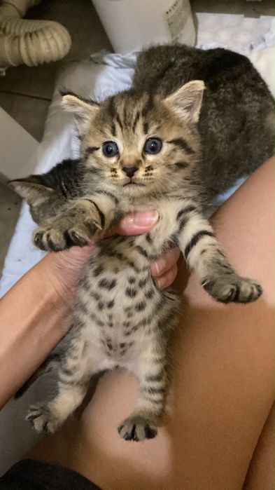 Отдам кошку с котятами