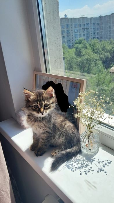 Котёночек игривый