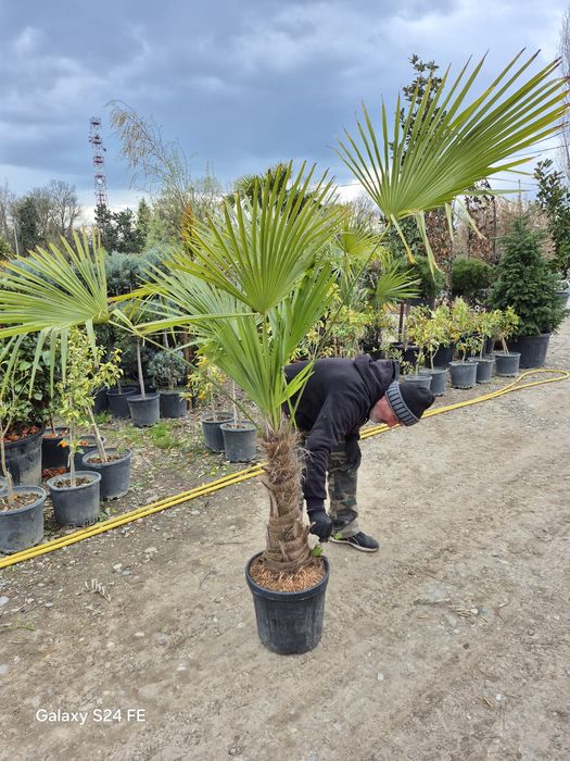 Magnolia  grandiflora
