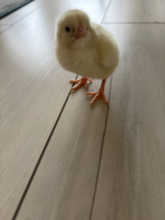 Цвплята бройлера суточные вакцинированные