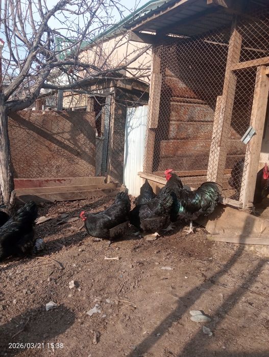 Продам Австралорп 1+3