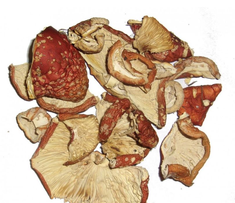 Ежовик гребенчатый Герициум