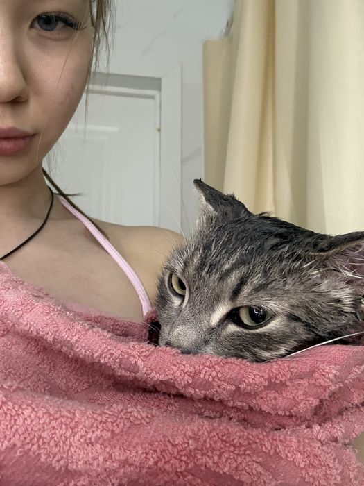 Кот, котик Шотландец