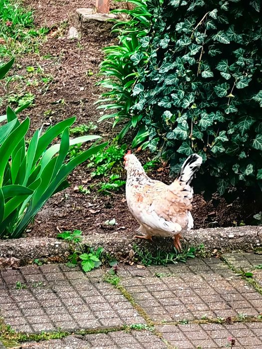 Оплодени яйца от Декоративни кокошки