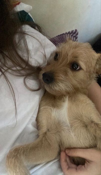 Pet sitter (CAZARE) | Experiență reală + recomandări | Grijă reală, fără stres