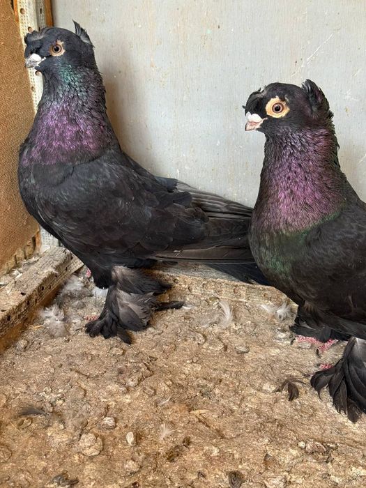 Каптарла сотилади кабутар, kaptar, голубь