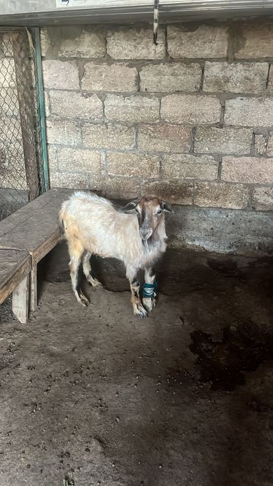 Ешкі сатылады лақтарымен
