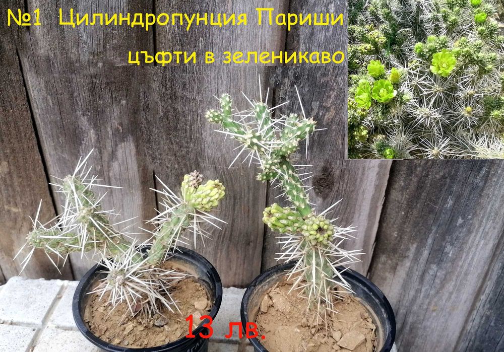 Студоустойчиви градински кактуси